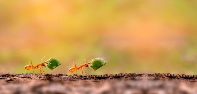 هل النمل له حليب وما قيمته الغذائية